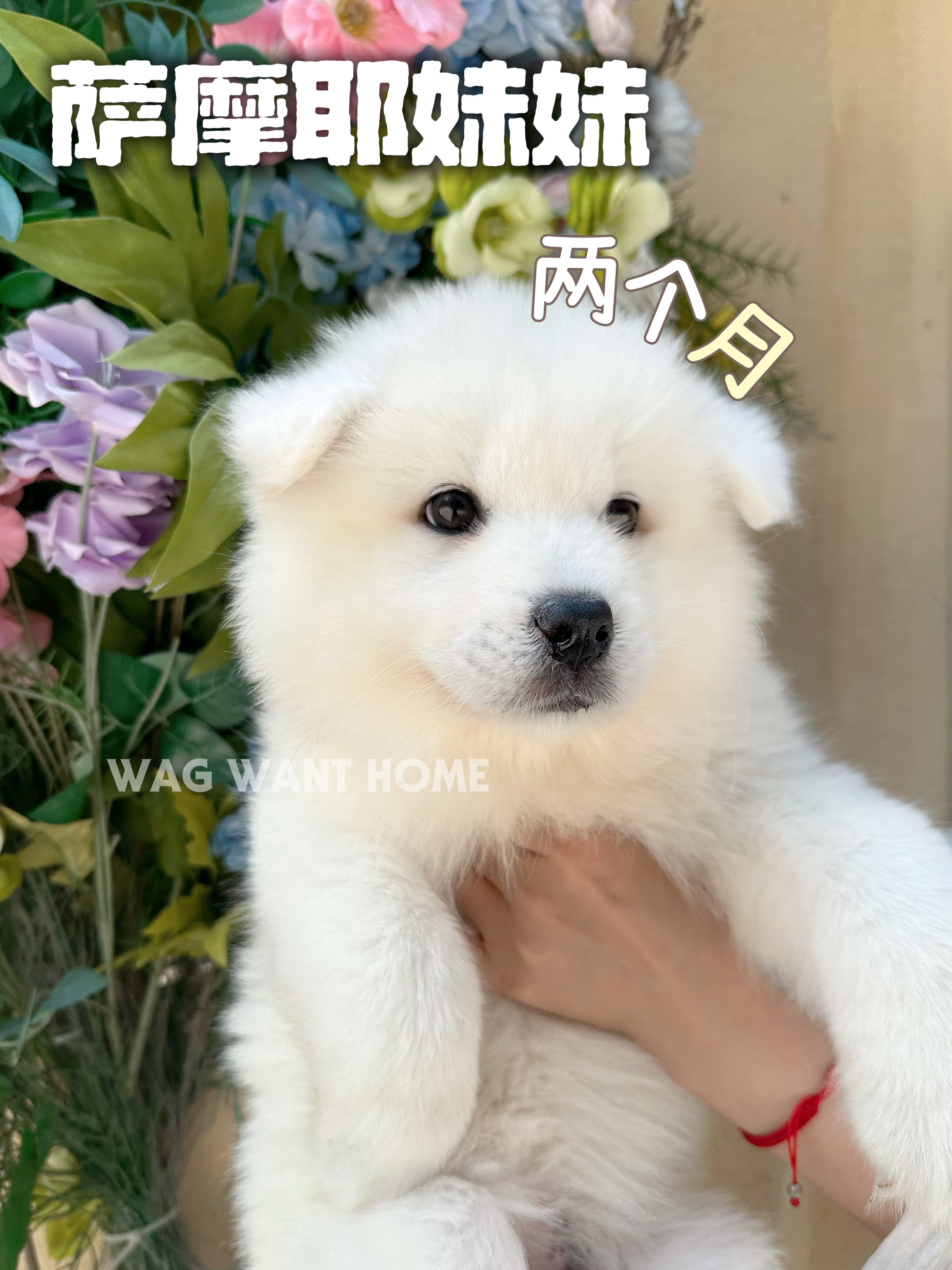 大白，萨摩耶