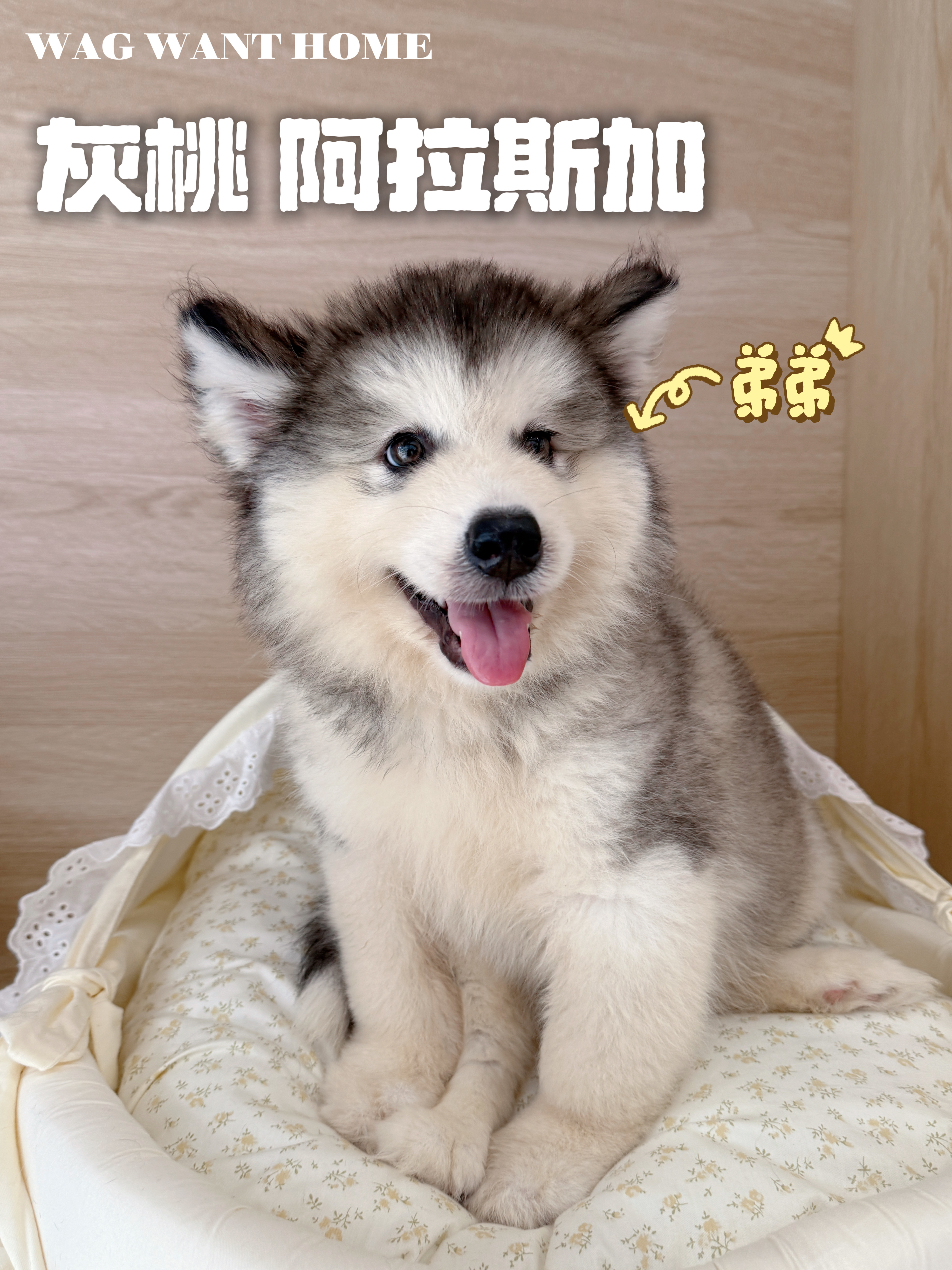 阿壮，阿拉斯加