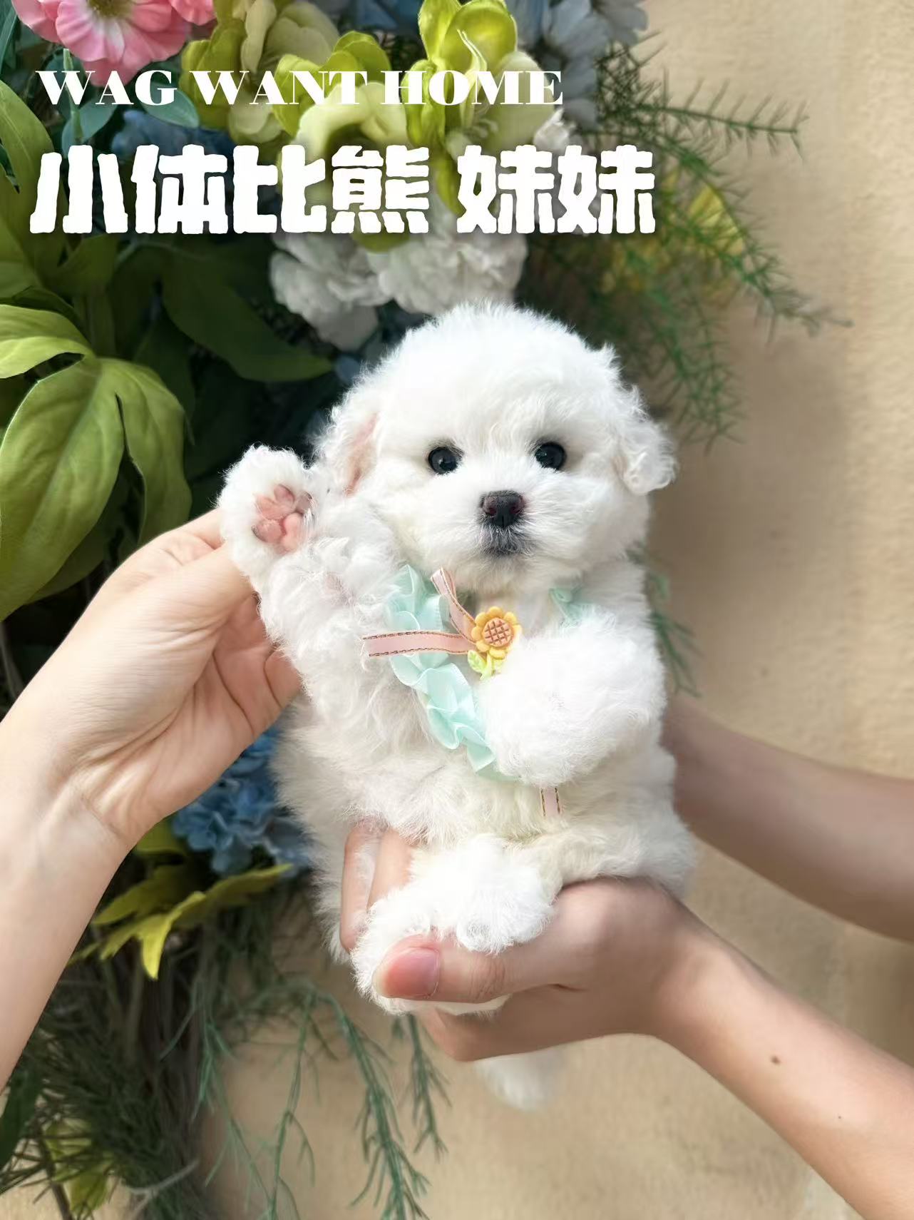 棉花，比熊犬
