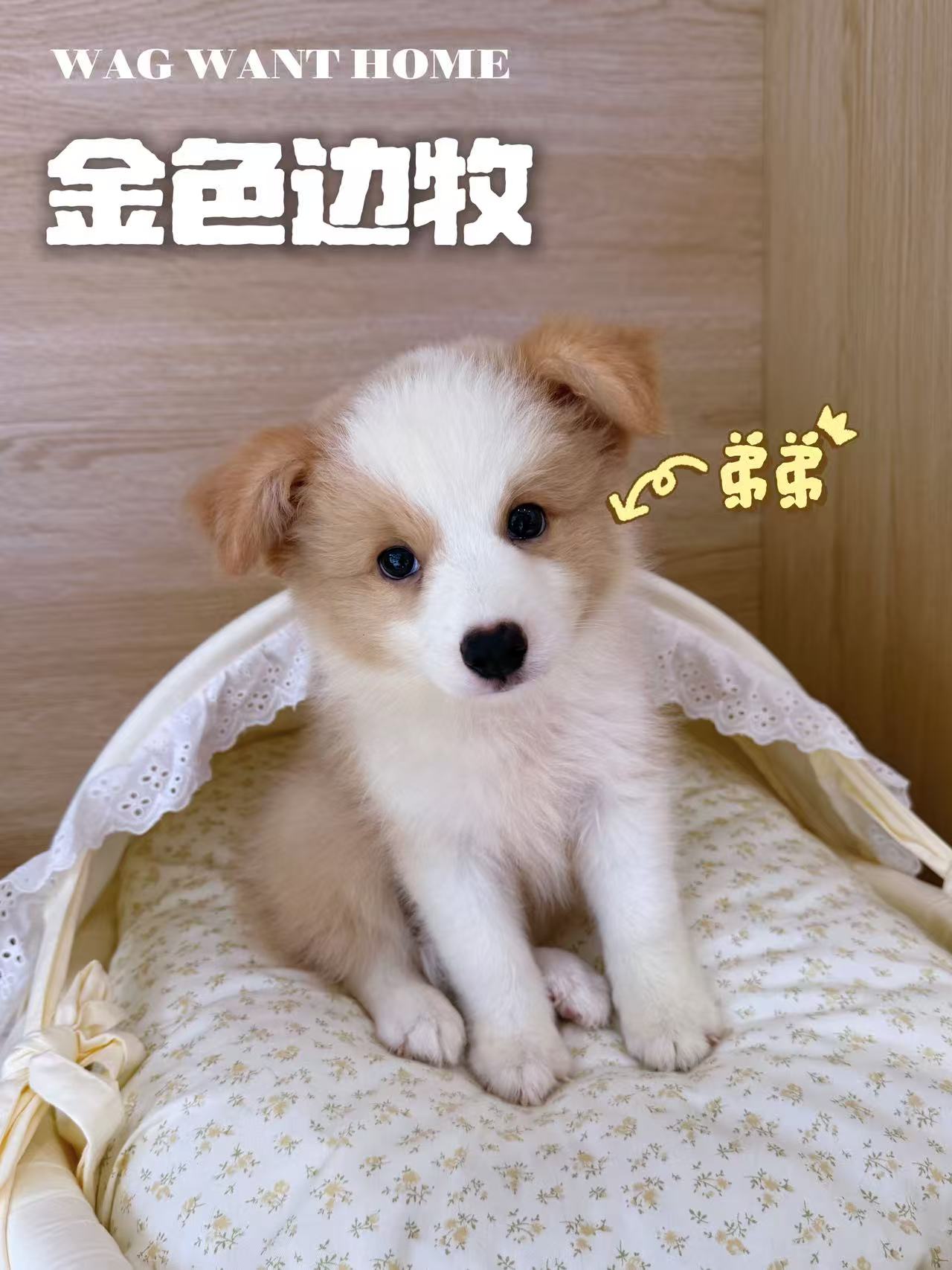 闪电，边境牧羊犬