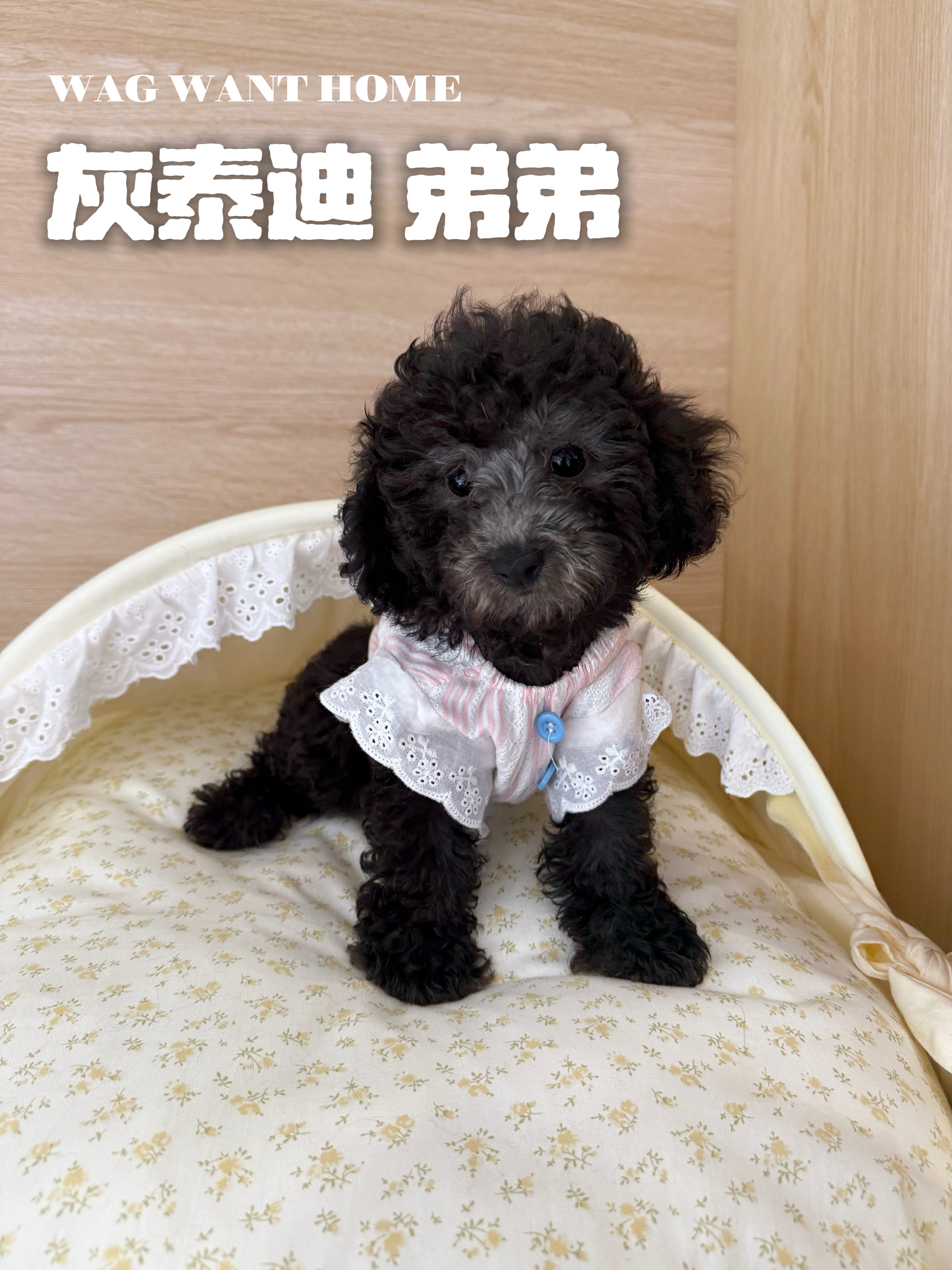 灰灰，灰泰迪