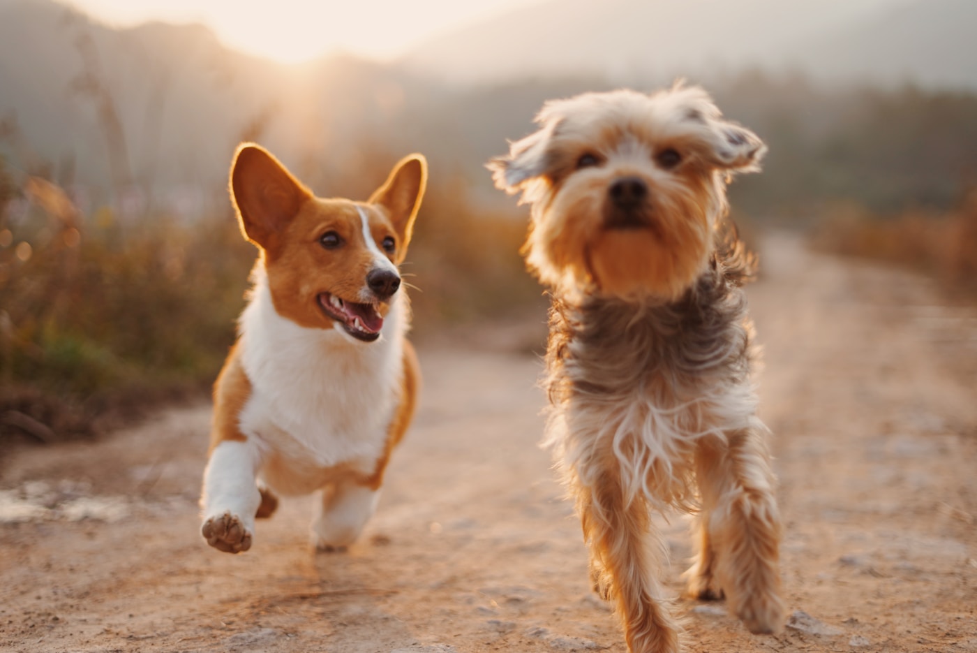 犬舍里自在玩耍的小狗