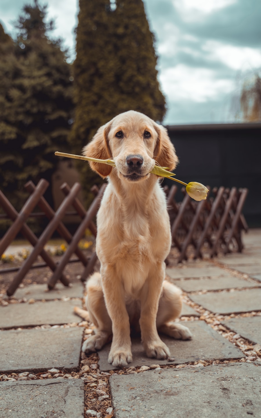 金毛犬在新家