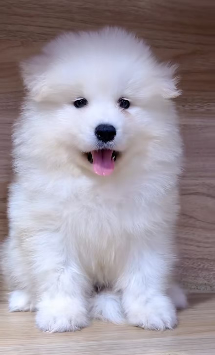 萨摩耶