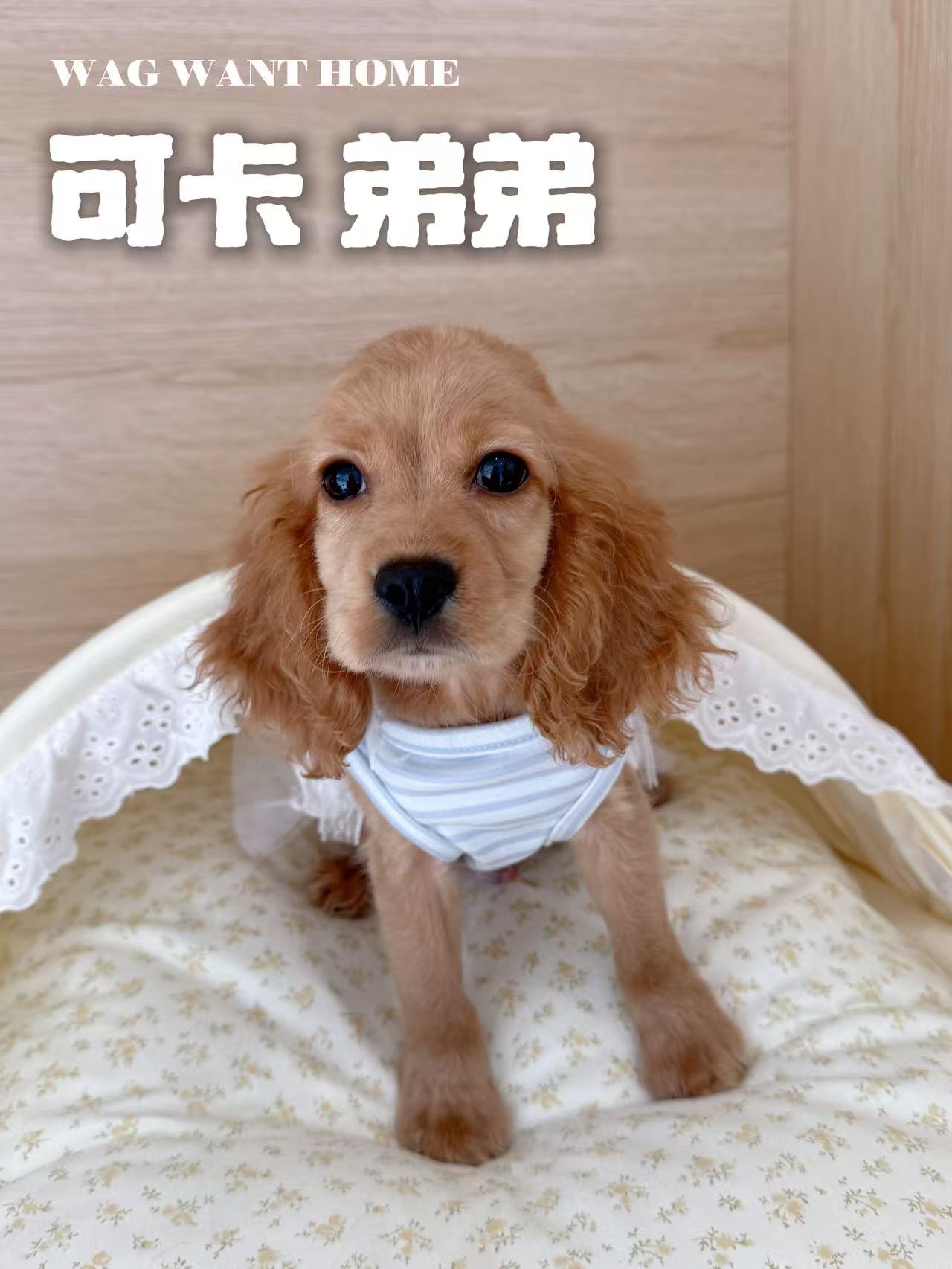 可卡弟弟