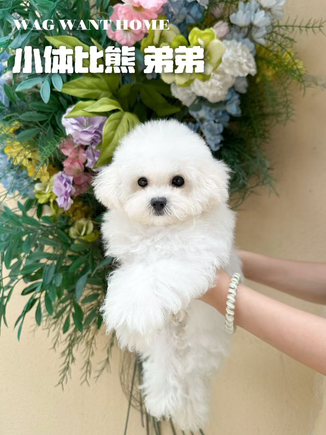 小体比熊