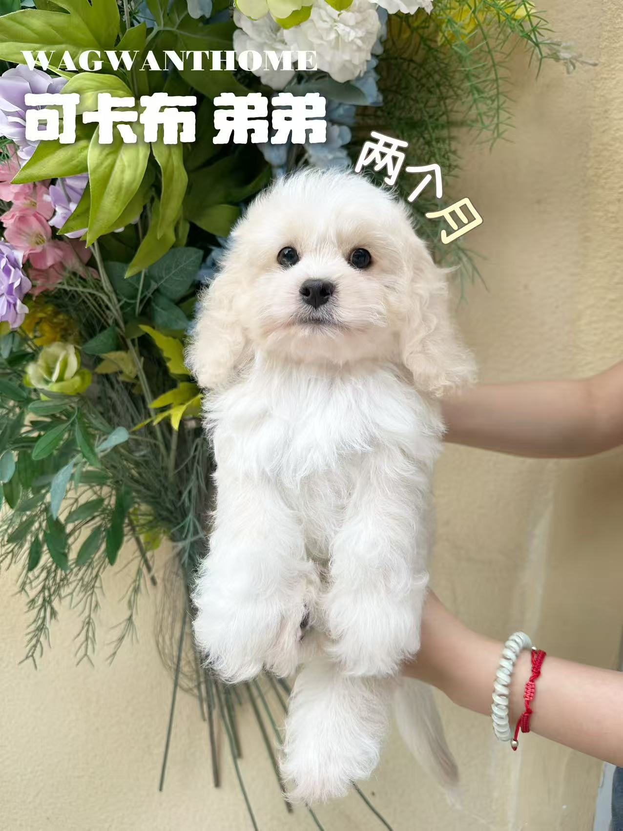 白色可卡布