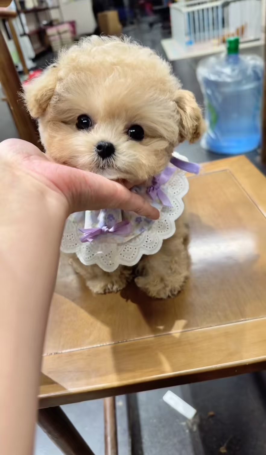 奶茶泰迪