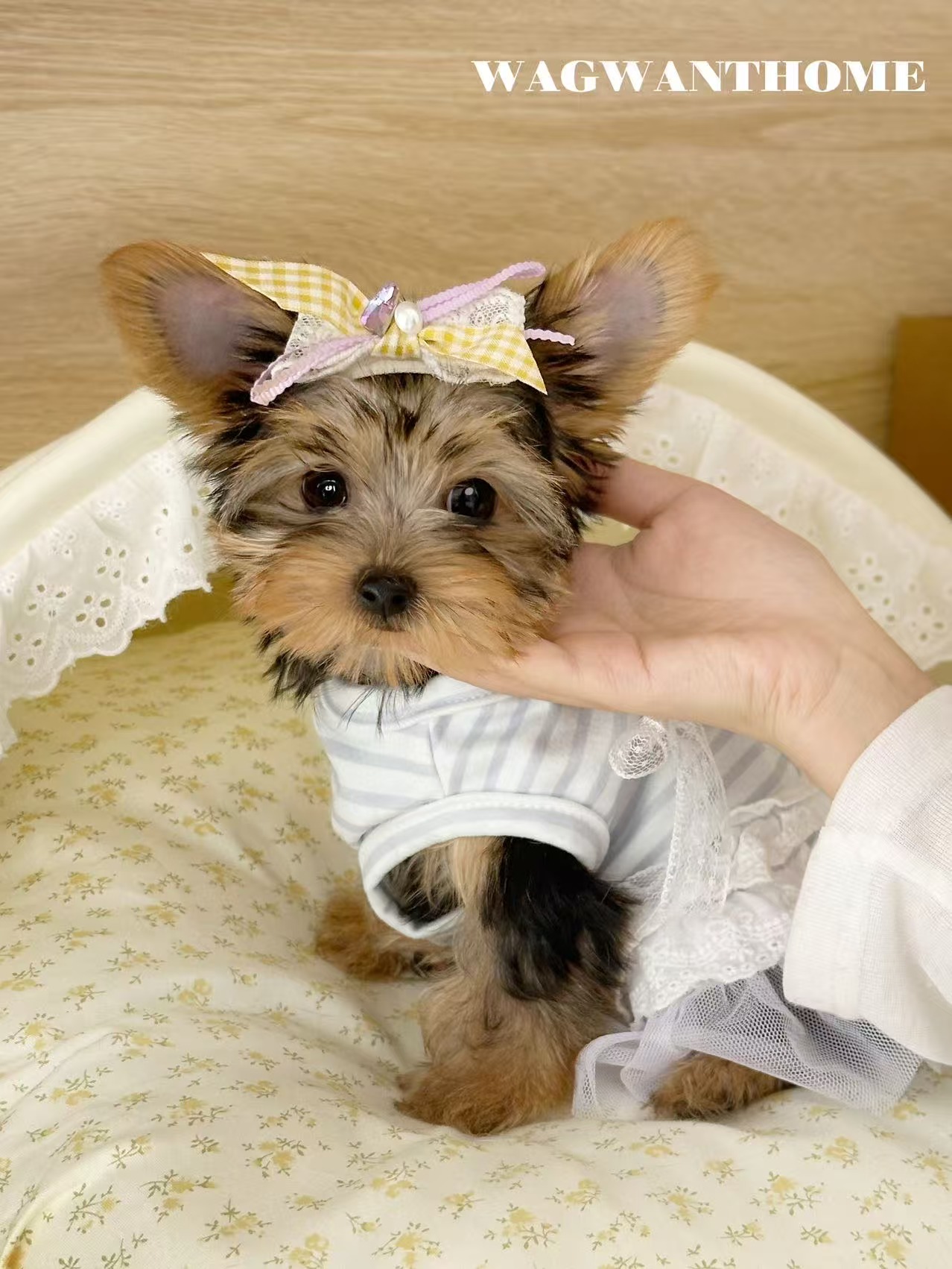 约克夏幼犬